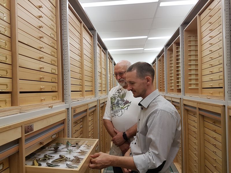 Poznań - entomological cabinets and display cabinets